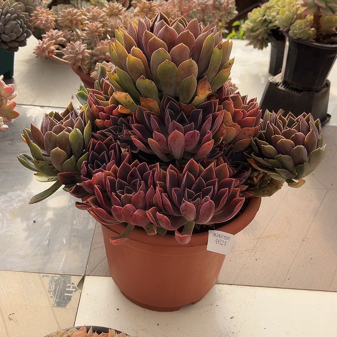 爱***逗4624紫气东来多肉植物多肉