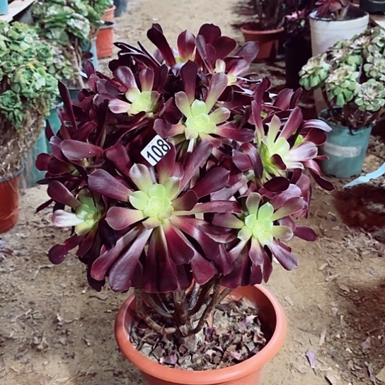 108欧紫老桩法师