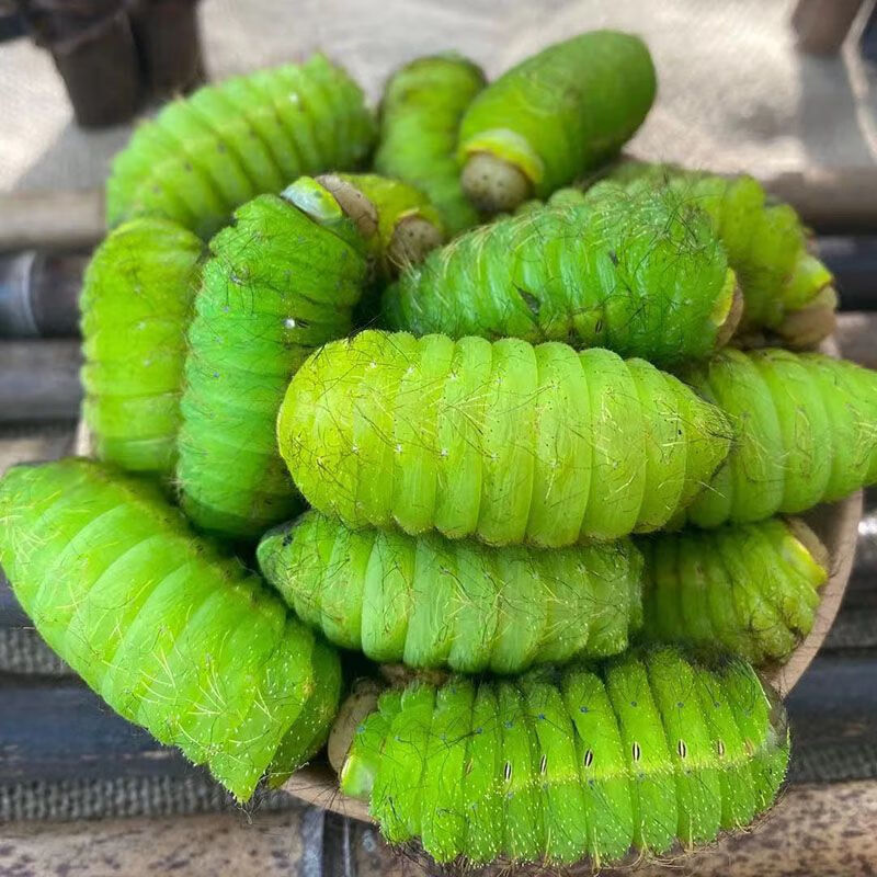 东北大青蚕（375克/瓶）