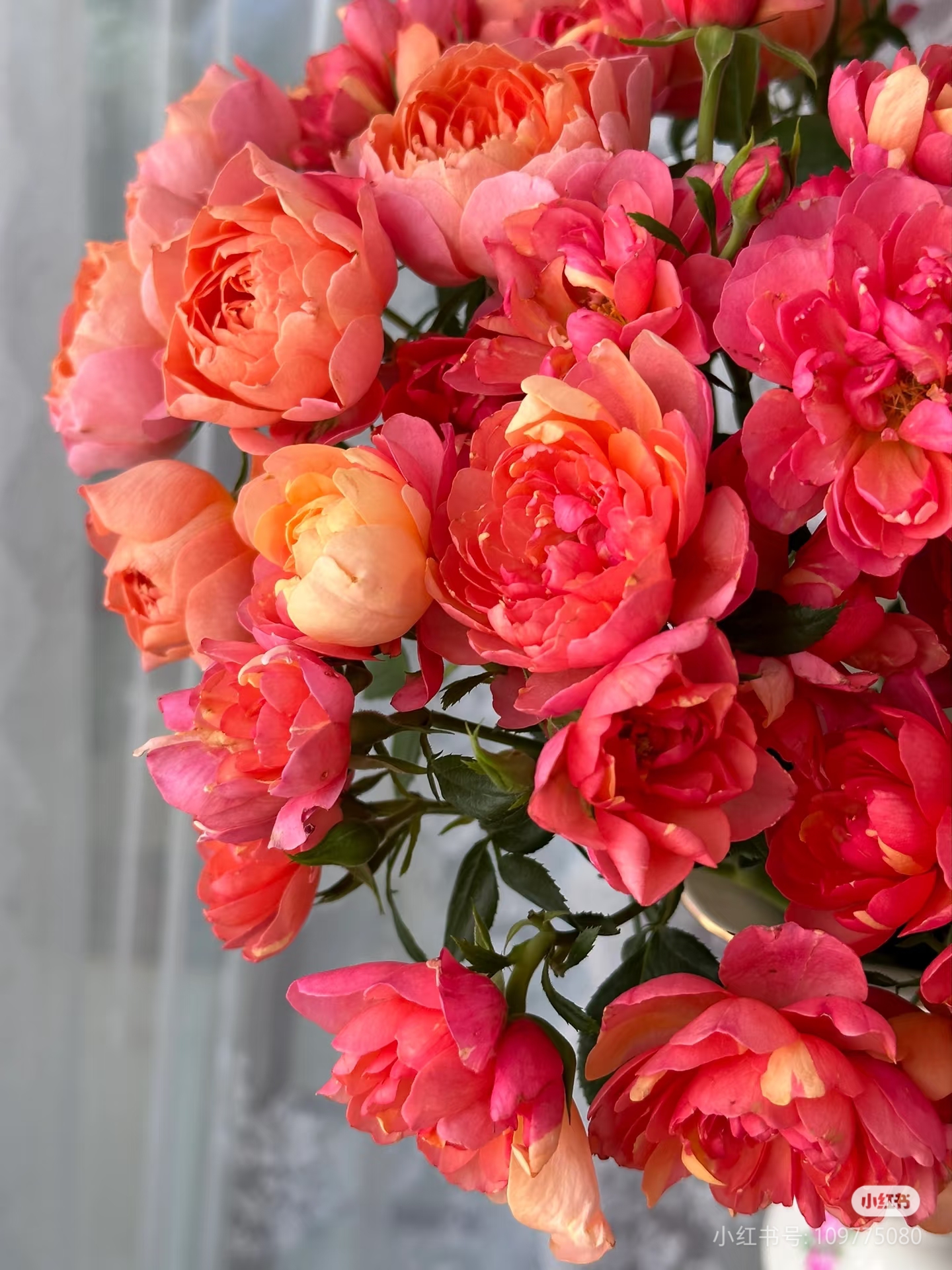 【俏夕阳】落日莲花 任三单顺丰空运包邮鲜切花家居花店插花