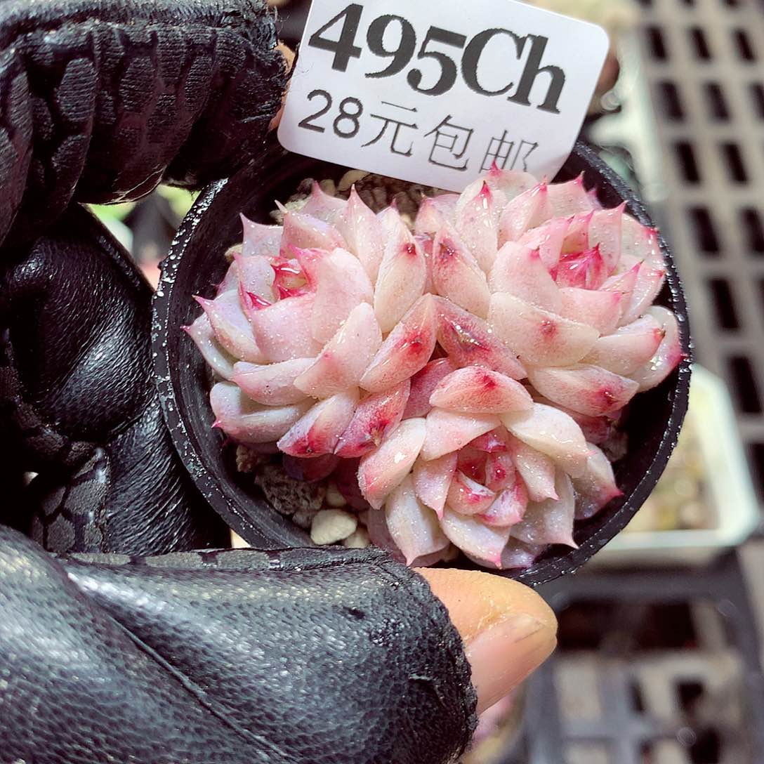 5厘米盆精控多肉495