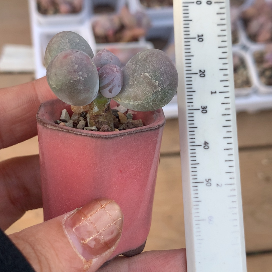 米可奶带盆带土，米可奶