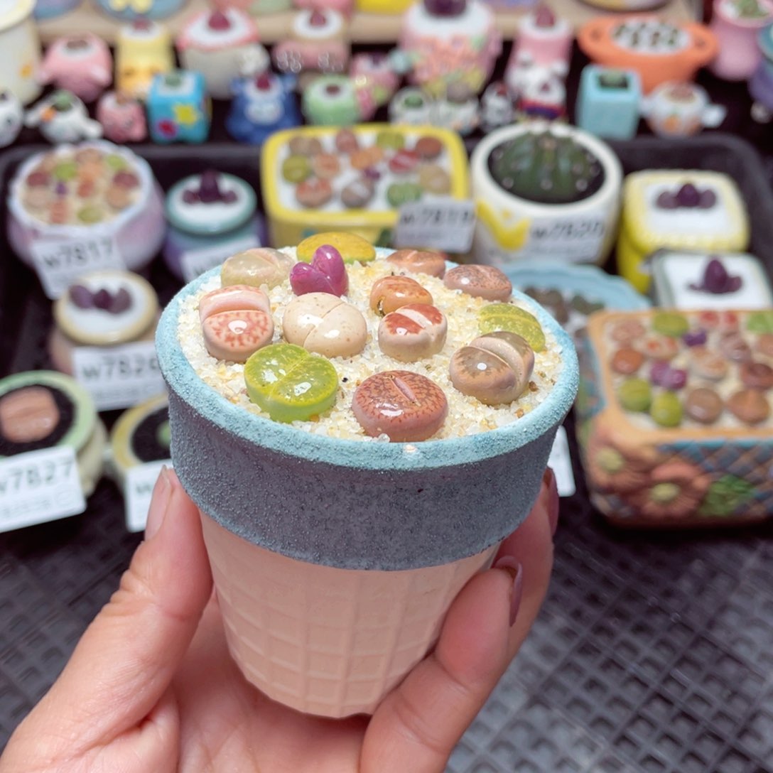 w7832 -零下地区拍保温箱-15支持寄养