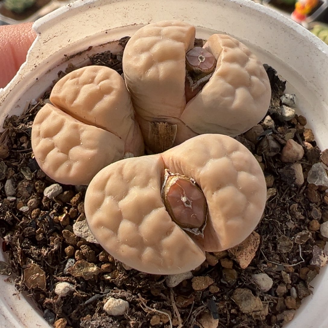 852多肉植物种类多样