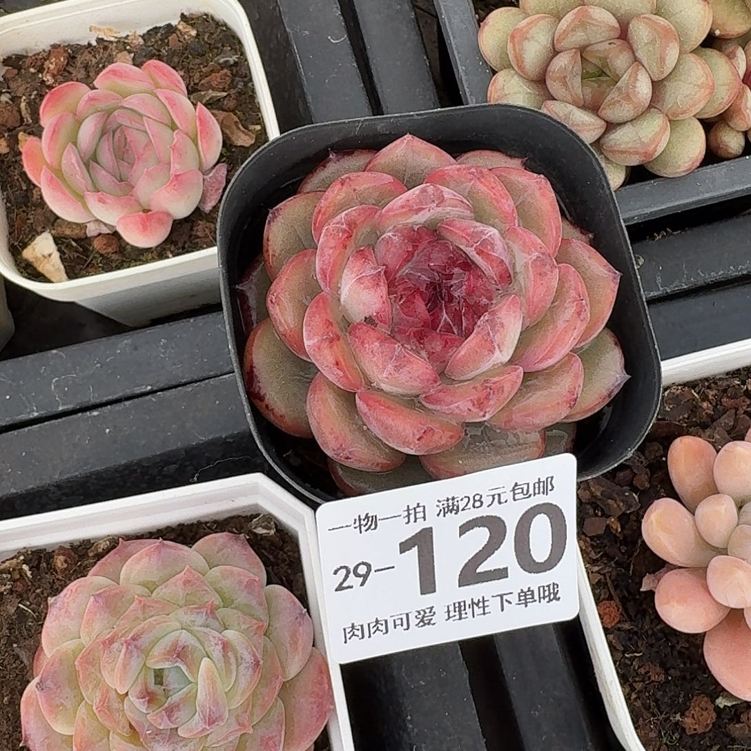 黑玫瑰无盆土发货无