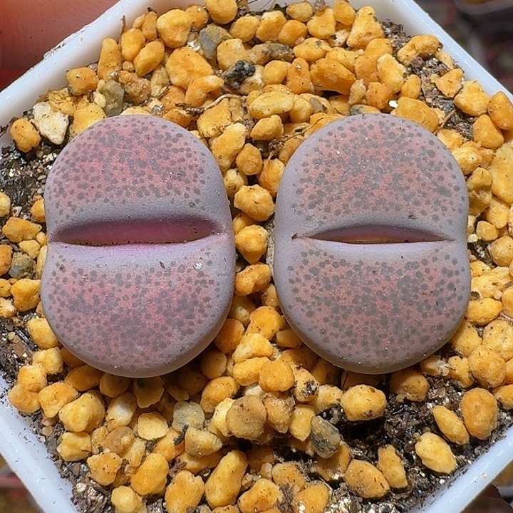 生石花1111212。   209