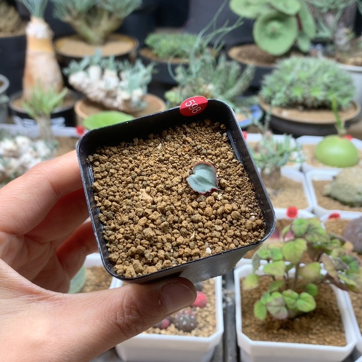 红爱心雾冰玉带盆598