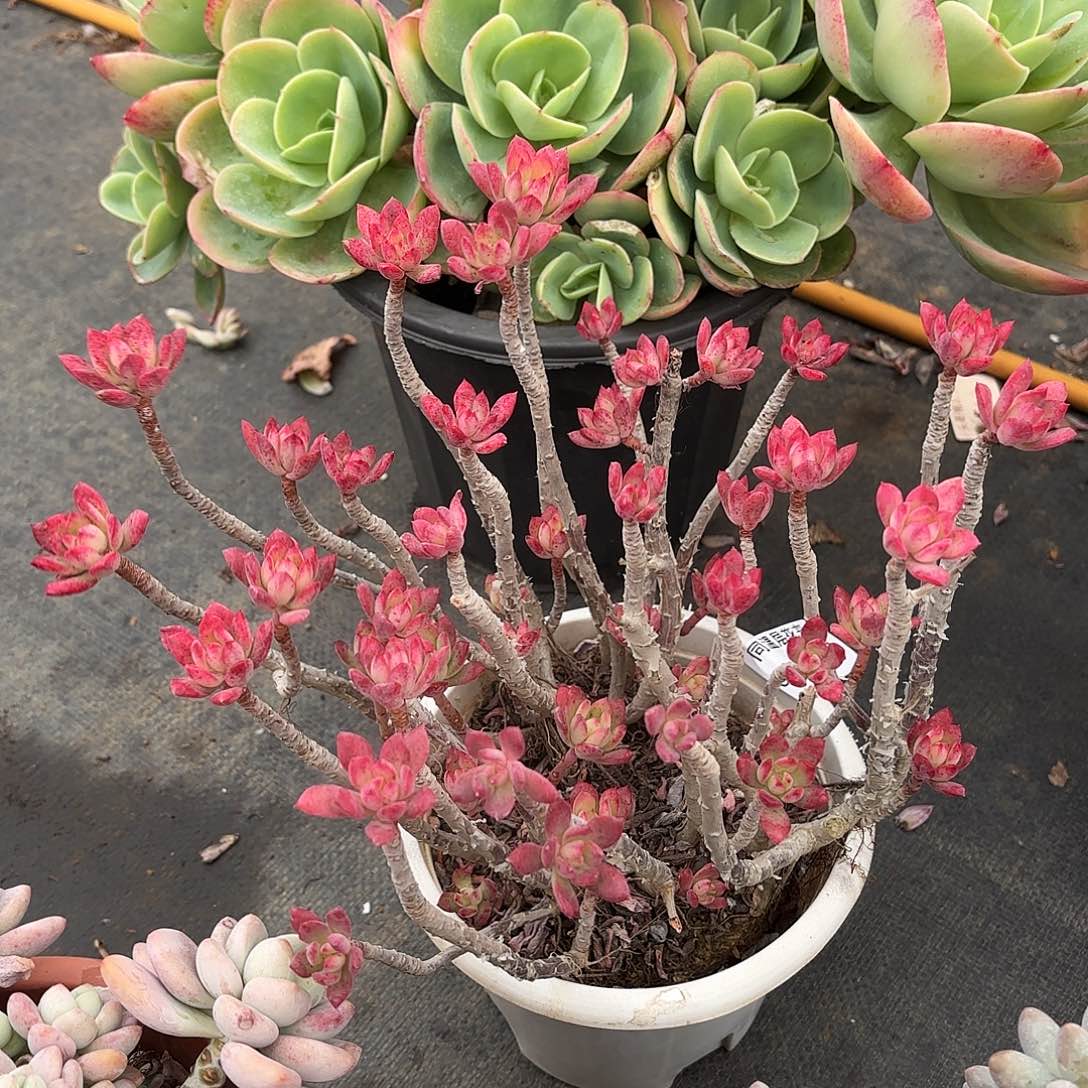 同温层多肉红稚莲243