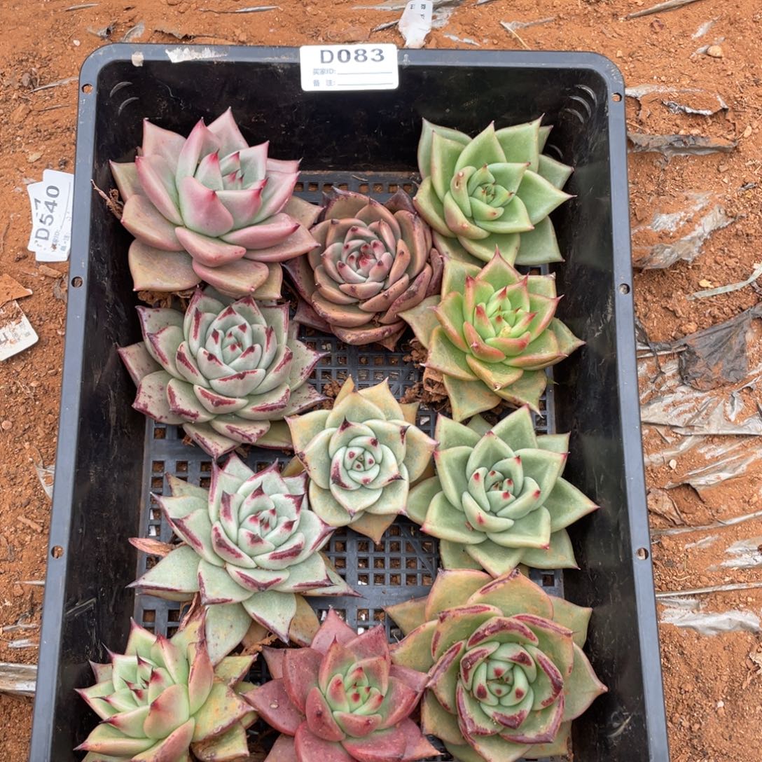 无花朵若如东云组拍D083