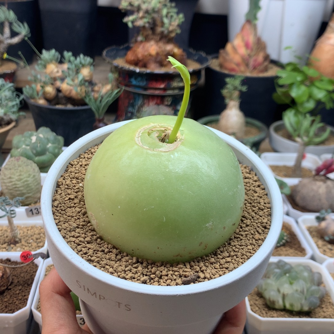 大苍角殿多肉脱土8cm