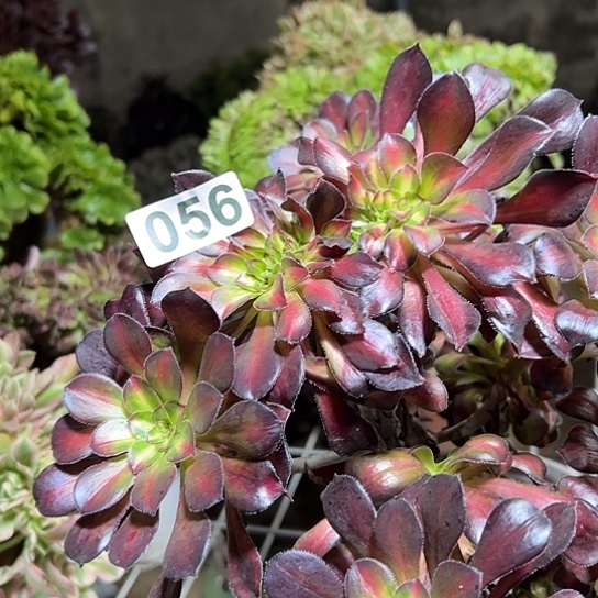 ****º多肉植物一个晚霞056