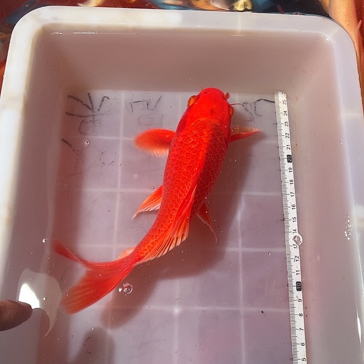 蝴蝶鲤鱼渔场直发85