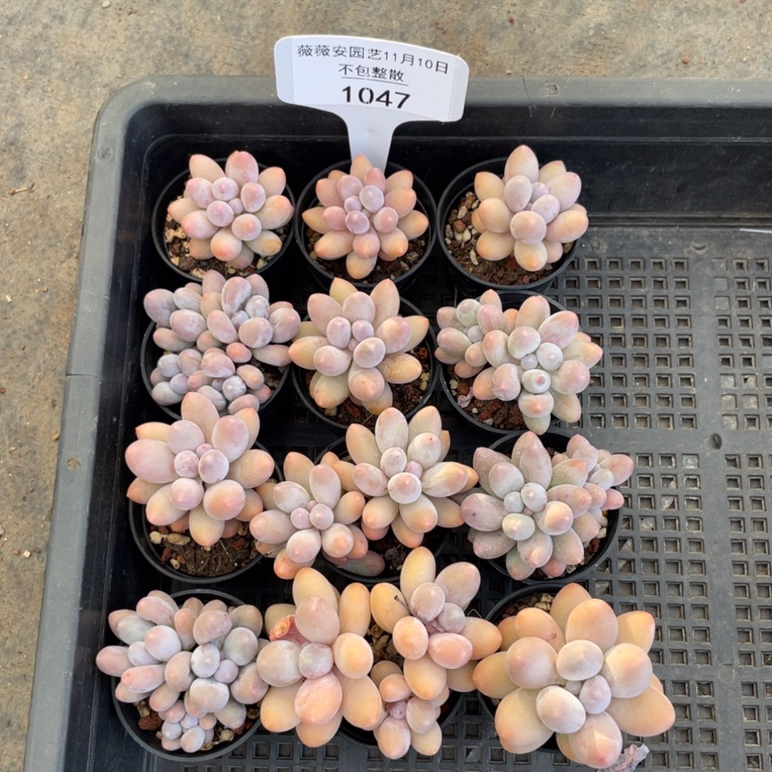 不包整散 盆子不售后1047