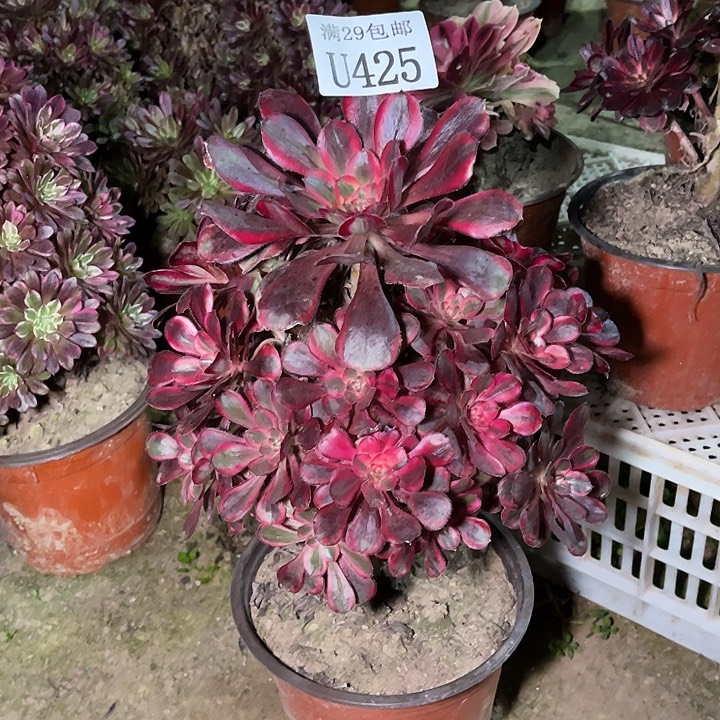425利娜   多肉植物     