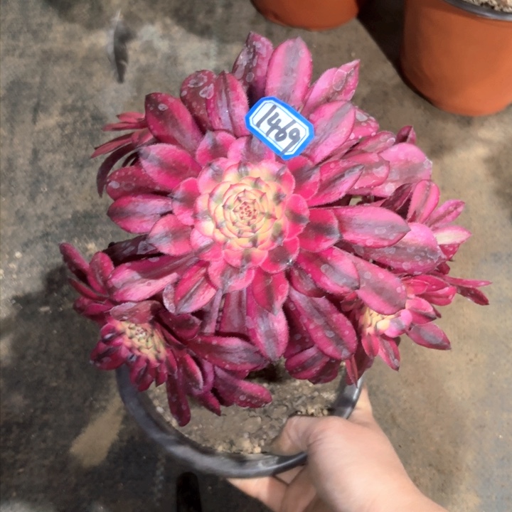 粉公主1469一物一拍法师多肉