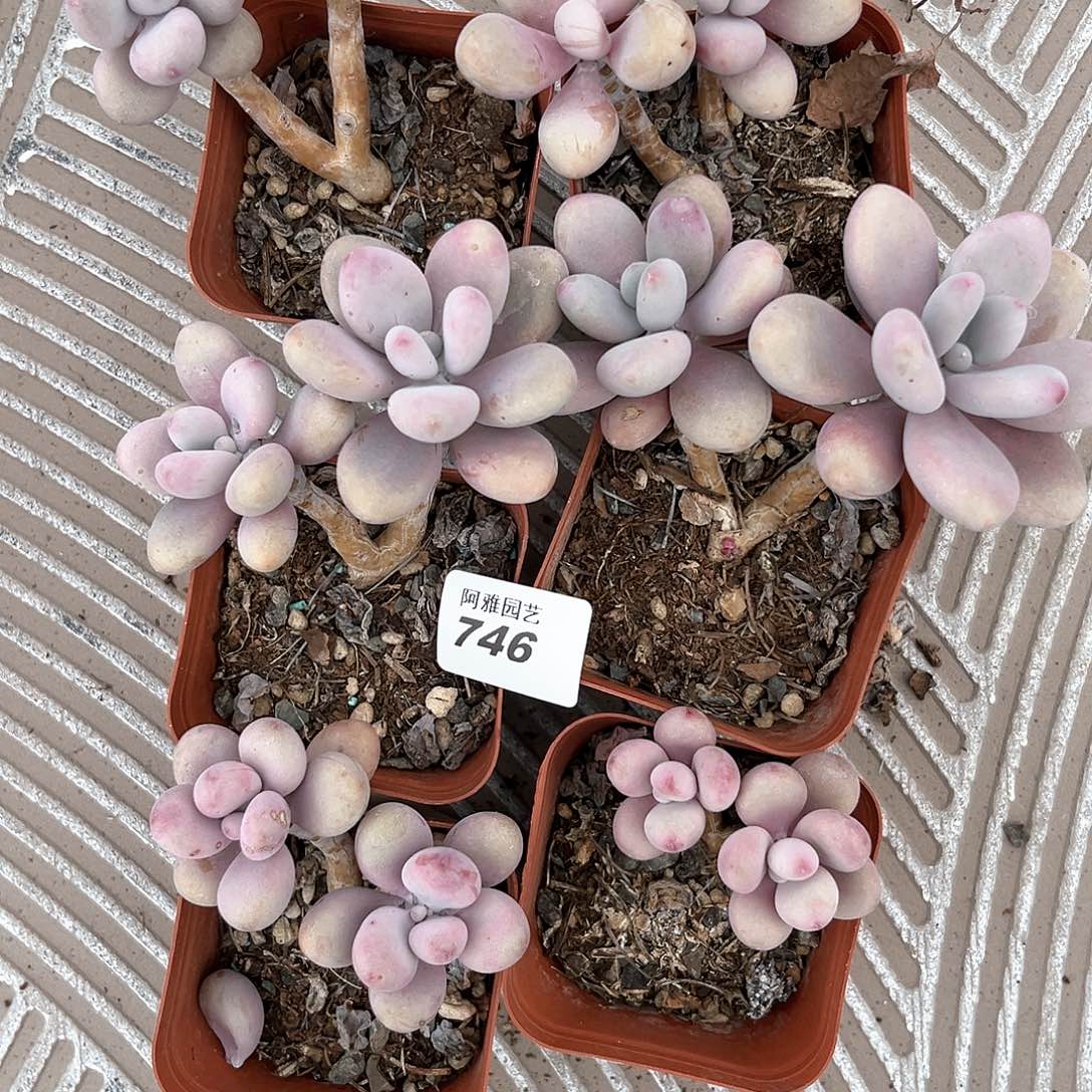 阿雅园艺。       746