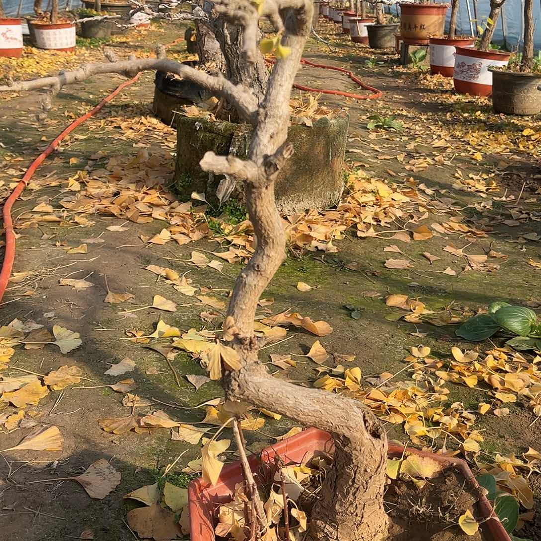 完全开放银杏小盆栽