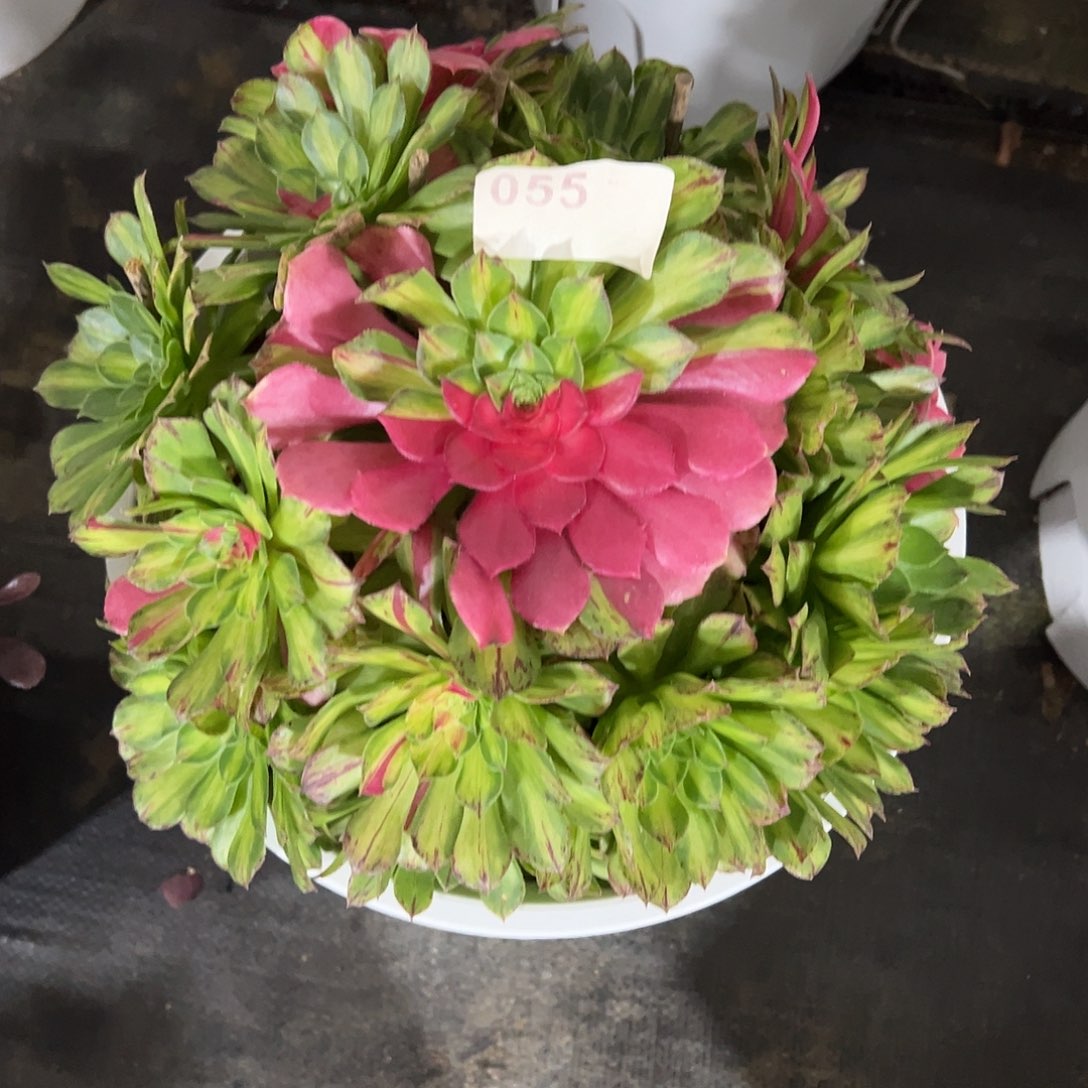 055知否多肉法师植物
