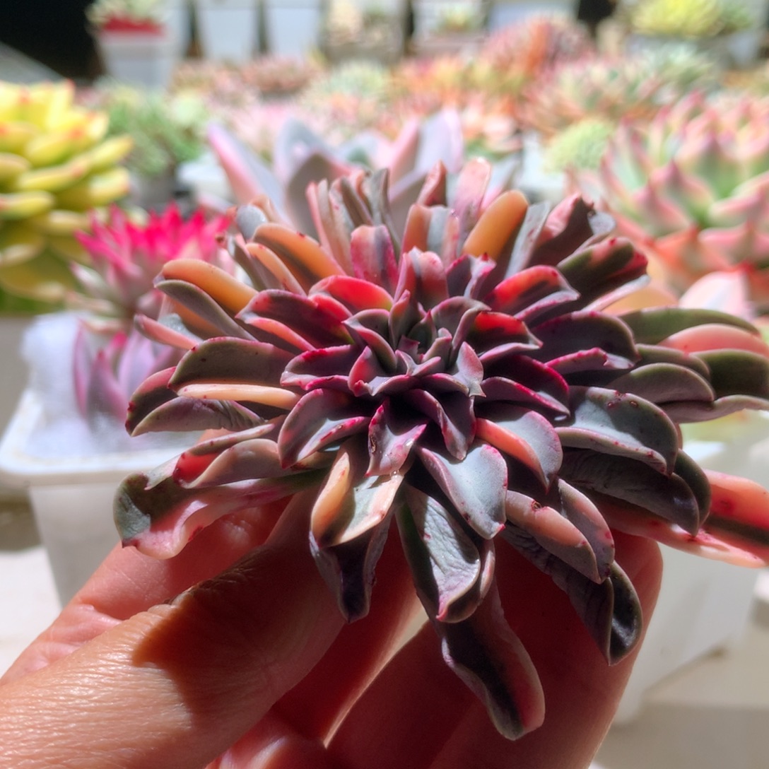 喷泉锦花脸有根有根