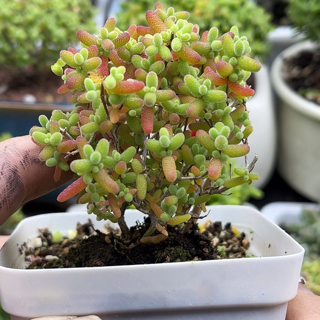 38蜜桔糖球优选枝干