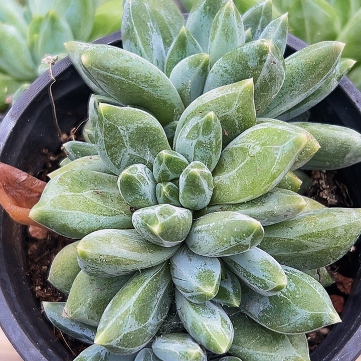 1颗美人系列多肉植物