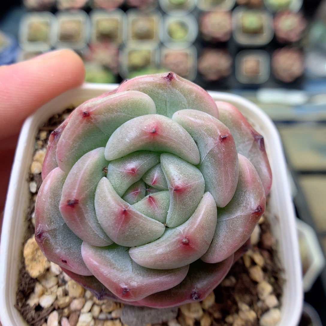 S102 ，20包邮两天凑单偏远不发货