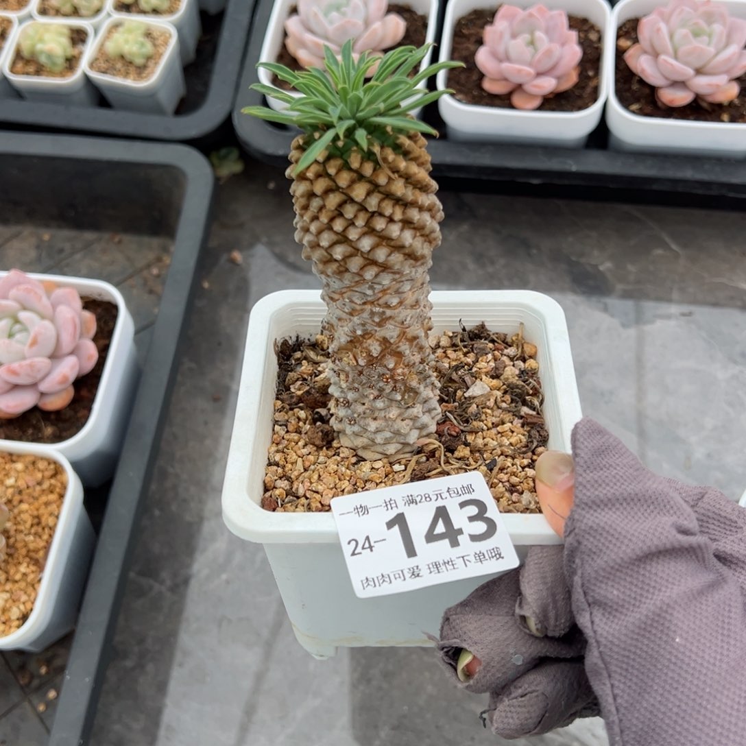 铁甲麒麟多肉多肉多肉多肉多肉