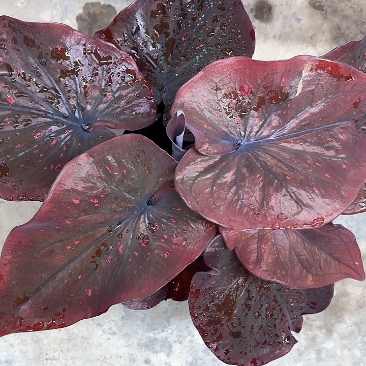 66-0213彩叶芋广东现货