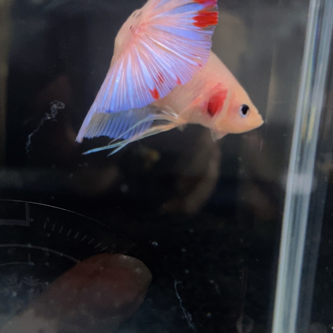 热带鱼公520巨斗