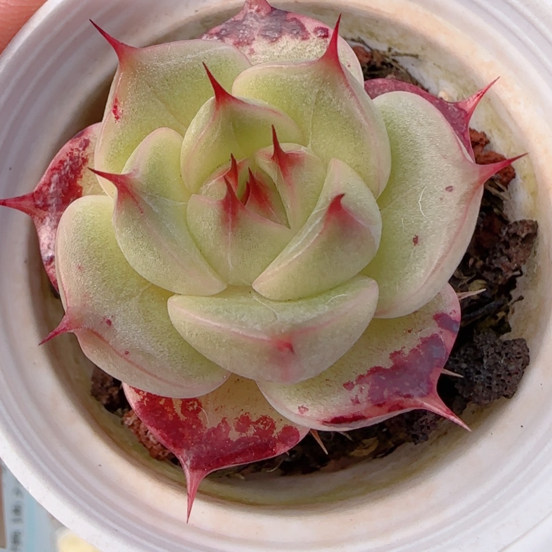 花语多肉0104-188海胆