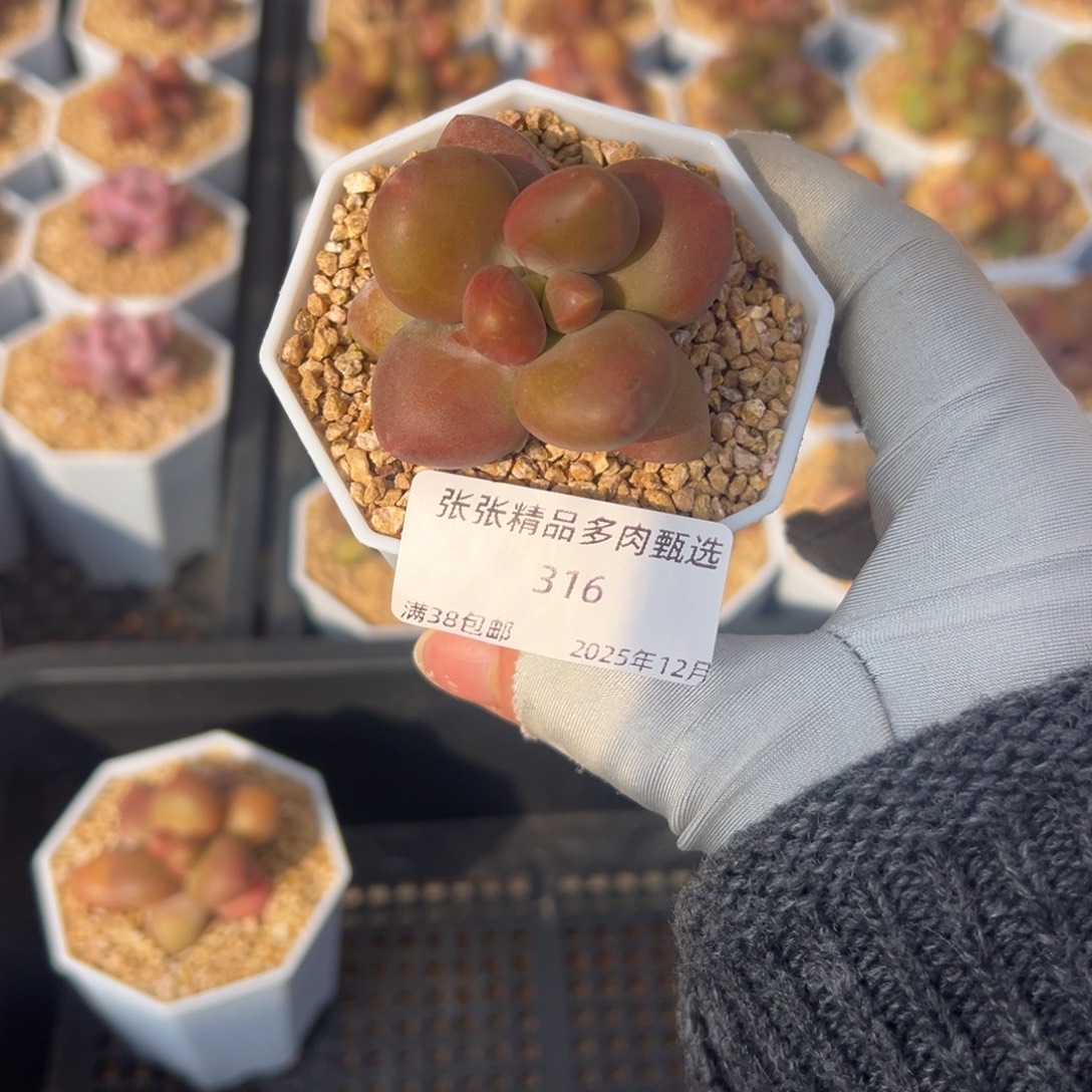 张张精品多肉甄选316