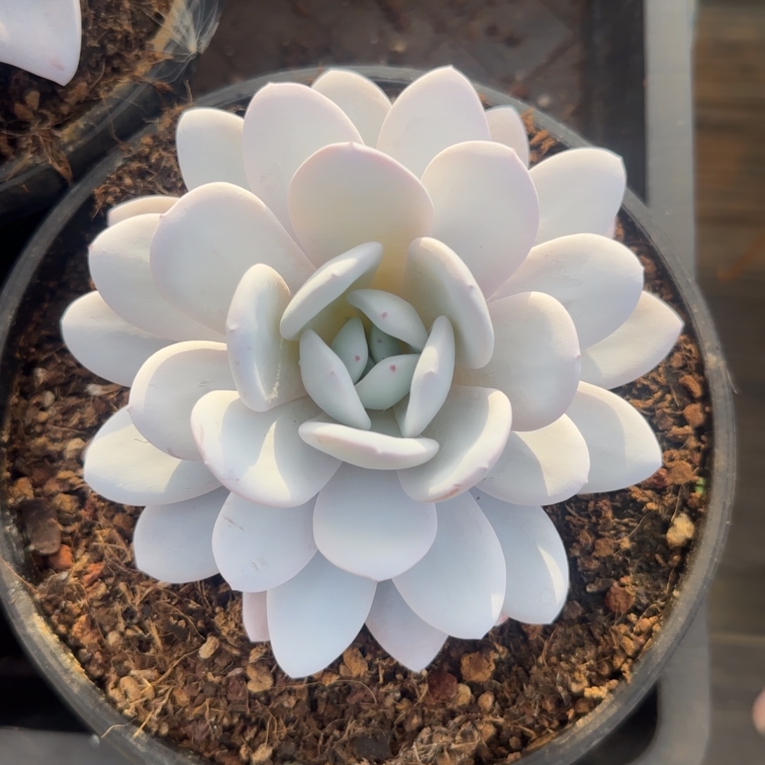 多肉植物一物一拍