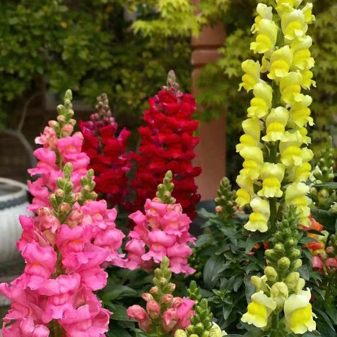 金鱼草网红草庭院花镜阳台花园耐寒多年生多季节鲜切花植物