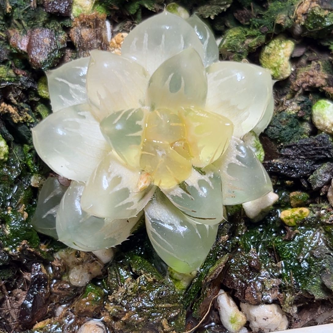 恭喜发财大吉大利0292