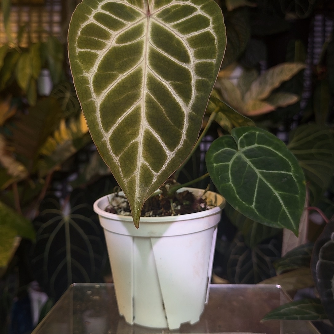 完全开放Q200极致小钻石杂粉脉华丽