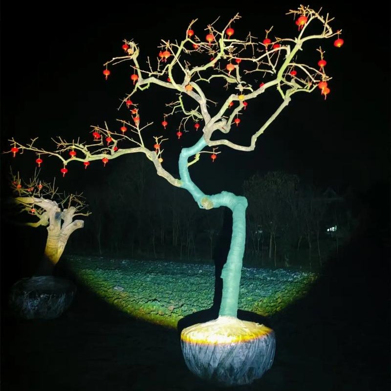 龙爪柿子树，别墅庭院果树一物一拍