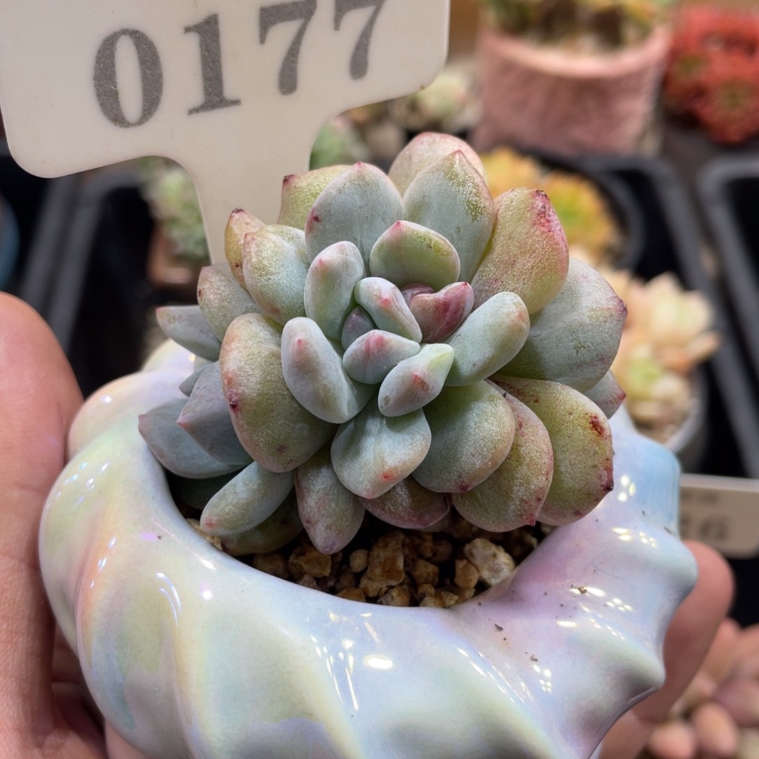 0177橙子石化不带盆5厘米