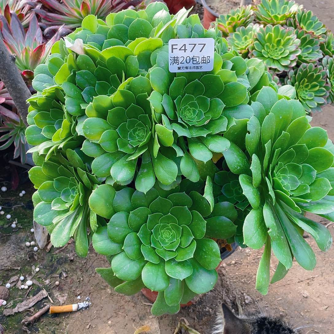 干****姐477绿羊绒多肉法师