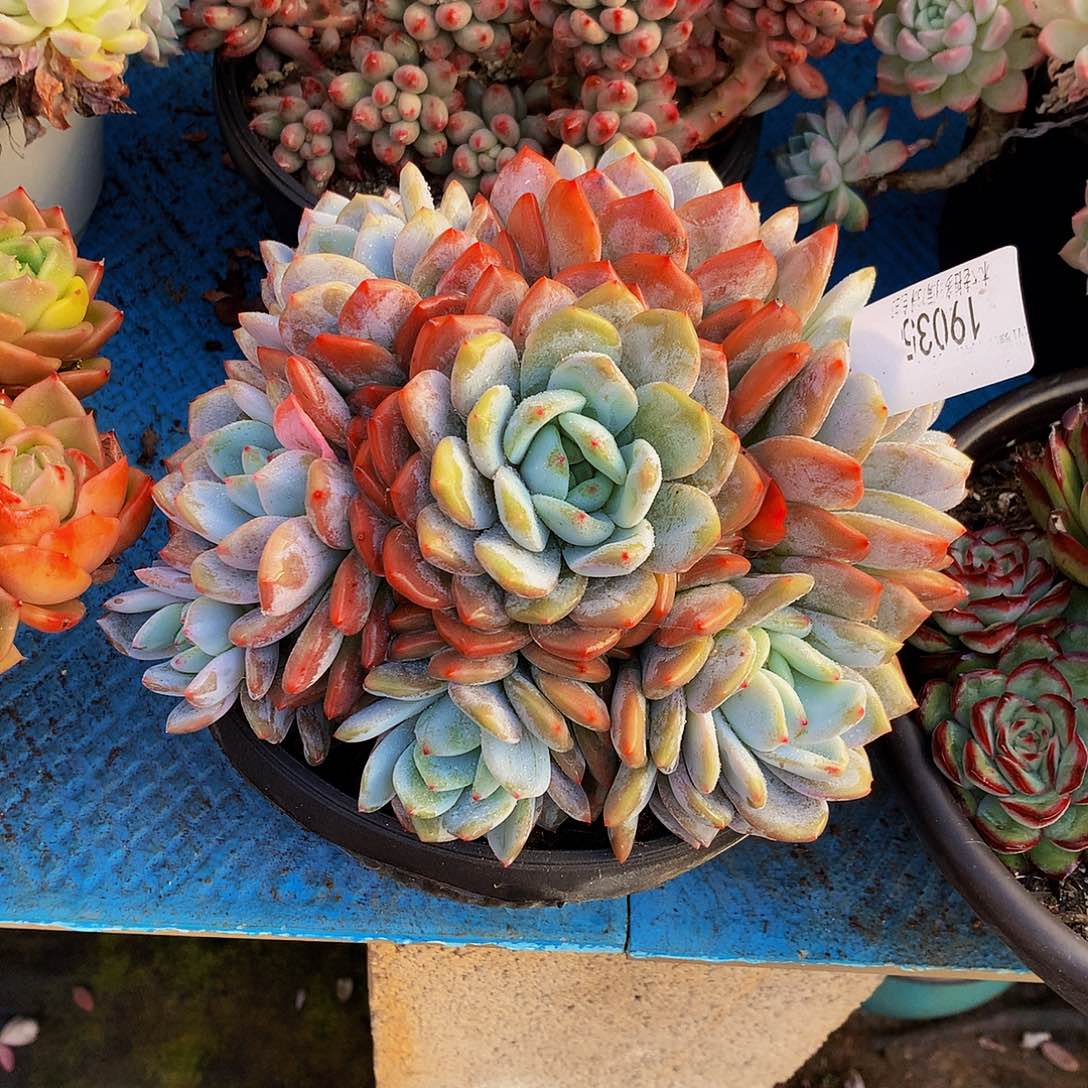 丽***肉    橙梦露多肉鱼19035