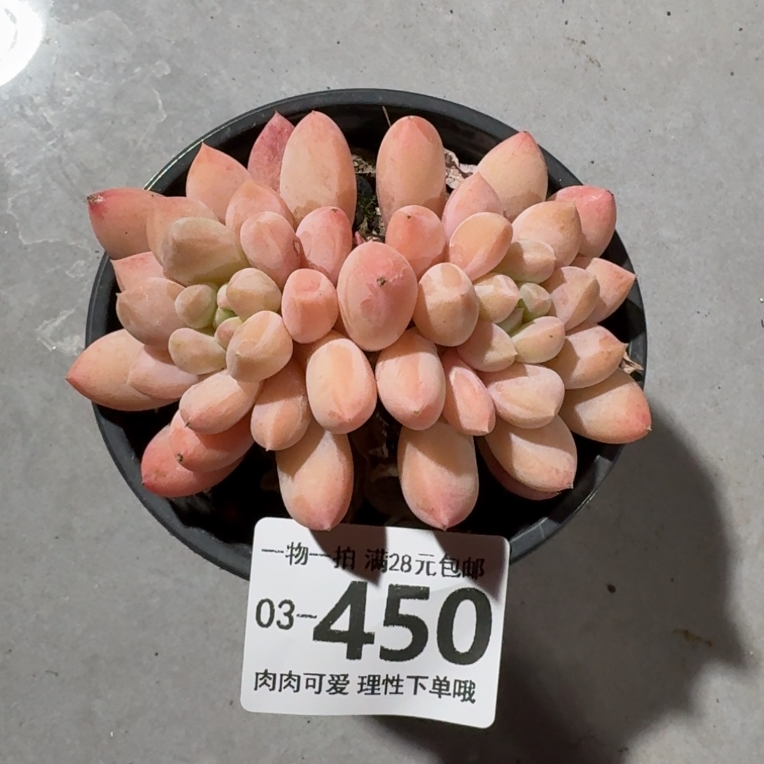 星空美人无盆土发货无