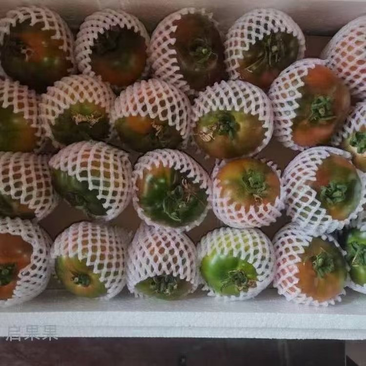 草莓柿子草莓番茄黑龙江省丹东市