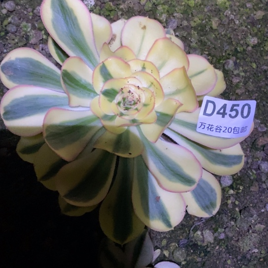 450王妃多肉植物