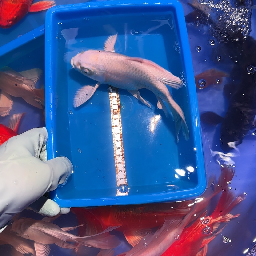 蝴蝶鲤鱼精品蝴蝶鲤