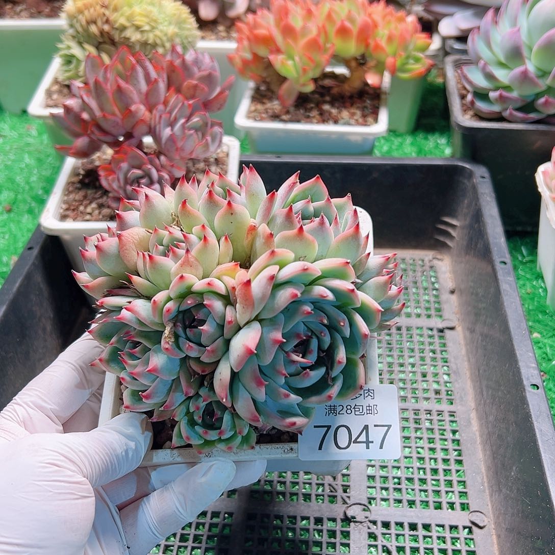 无花朵多肉一物一拍7047