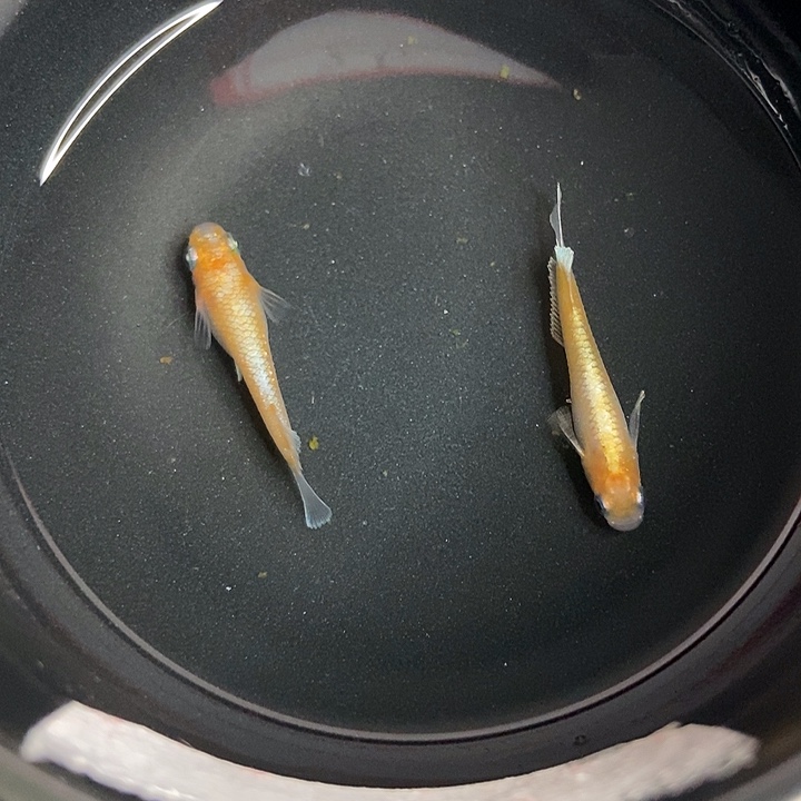 青鳉鱼墨子青鱂26号金赤壁