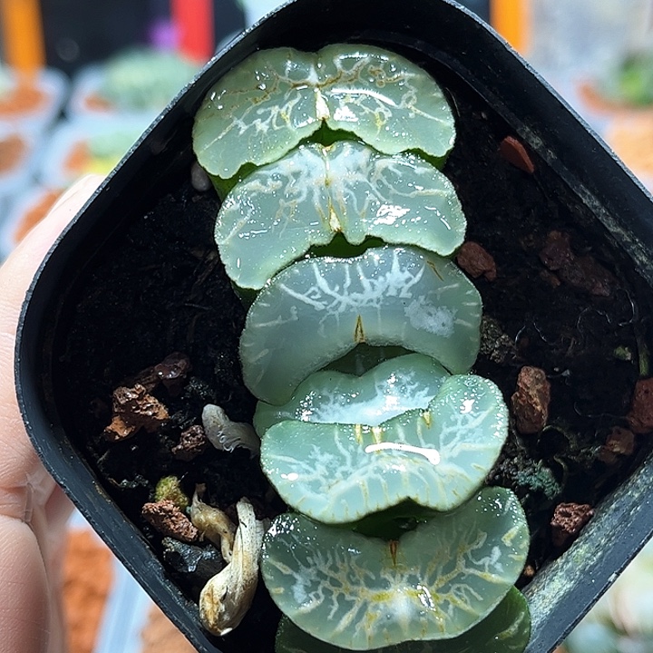 十二卷多肉白纹龙