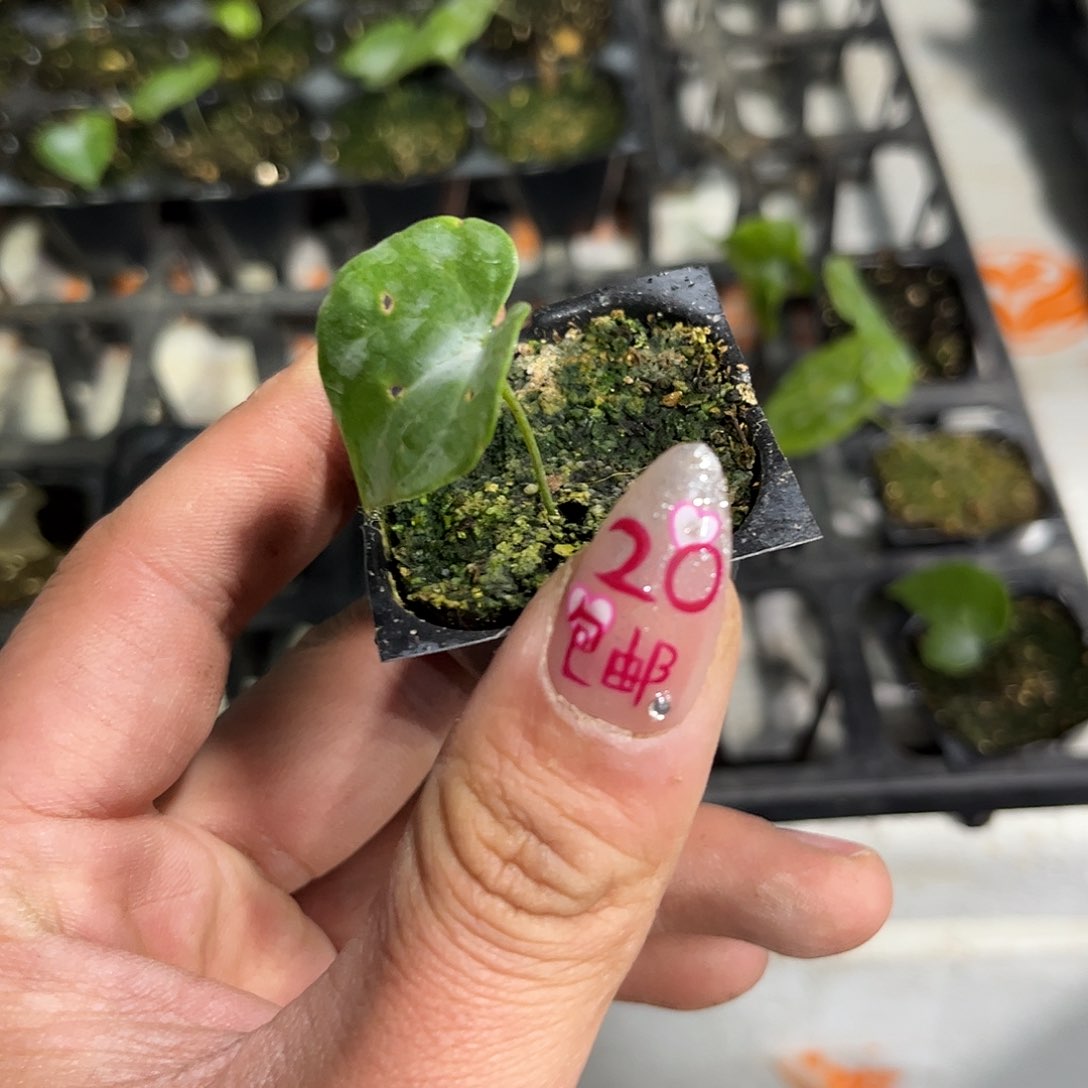 就这个死样子单头发货