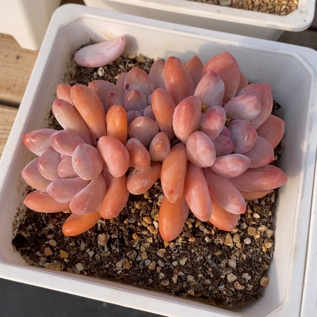 可问主播品种，下滑链接更多品种多肉植物选择
