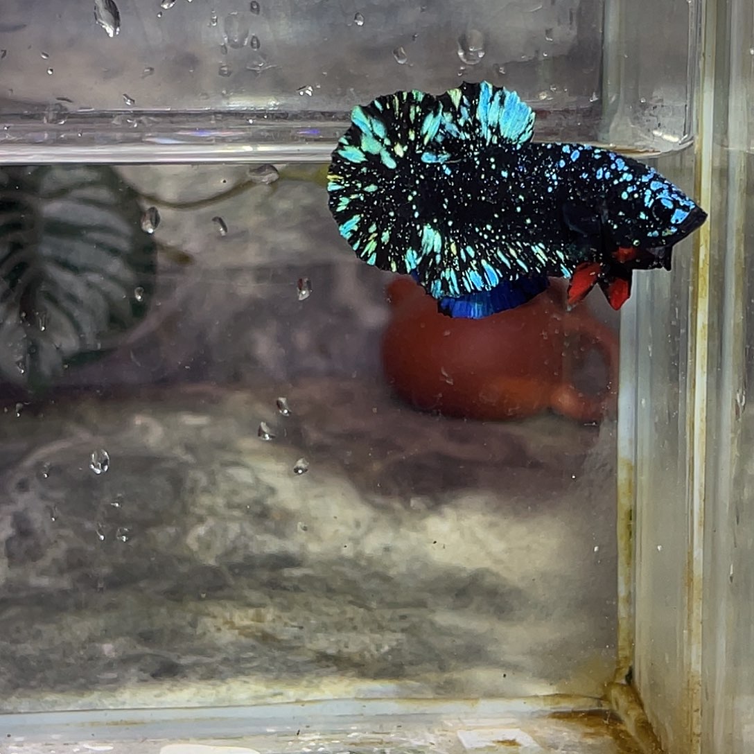 斗鱼育平斗鱼泰国斗鱼