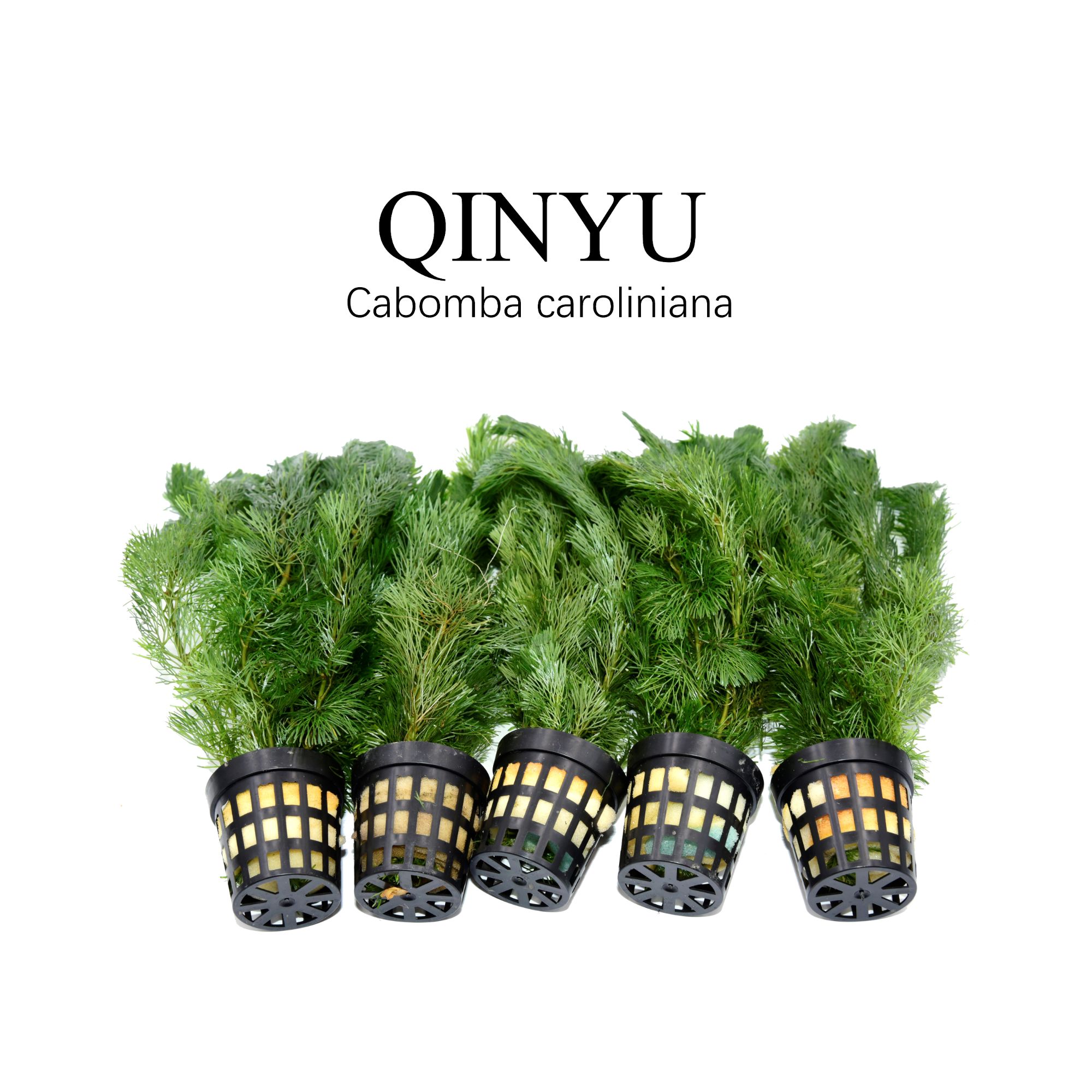 【直播专享】绿菊 杯装 需底沙种植